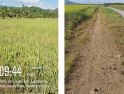 Panen Raya Padi Sawah di Kecamatan Mardingding, Hasil Nyata Upaya Pemkab Karo Pulihkan Lahan Terdampak Banjir