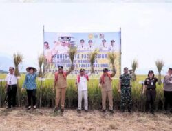 Panen Raya Padi Sawah di Kecamatan Mardingding, Bukti Nyata Upaya Pemkab Karo Pulihkan Lahan Terdampak Banjir