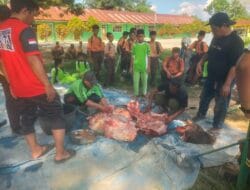 Semarakkan hari raya Idul adha 1447 H.MTSN 2 Langkat Menyembelih 4 Ekor Sapi