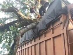 Pohon Tumbang Timpa Truk di Desa Pematang tengah, Polisi Bergerak Cepat Evakuasi Lokasi