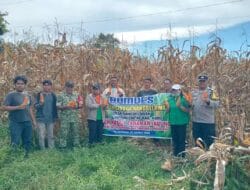 Polsek Simpang Empat Hadiri Panen Jagung BUMDes Nangbelawan, Dukung Ketahanan Pangan Masyarakat